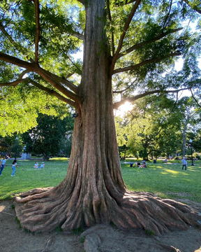 The buttressed roots of a large tree in a park