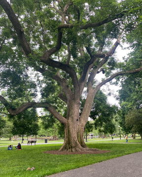 A broad tree shading a park lawn