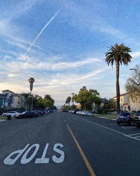 A wide street with a palm tree and the word STOP painted on the road